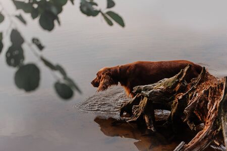 curious red irish setter dog walks into the riverの写真素材
