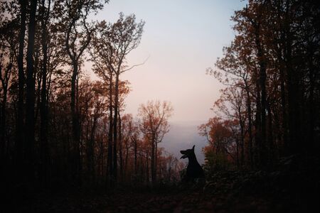 silhouette of a doberman dog outdoors in the forestの写真素材