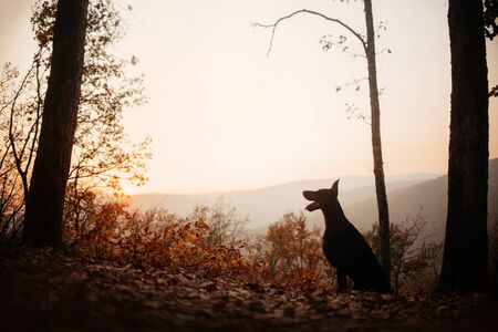 happy doberman dog sitting outdoors in autumn at sunsetの写真素材