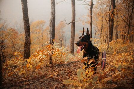 happy doberman dog standing in the autumn forestの写真素材