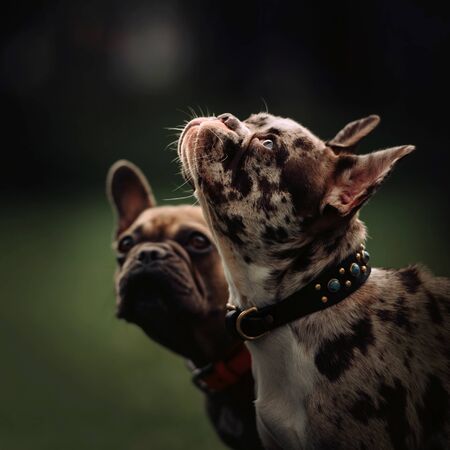 beautiful merle french bulldog dog in a collar outdoorsの写真素材