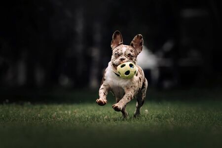 happy french bulldog dog running with a toy in summerの写真素材