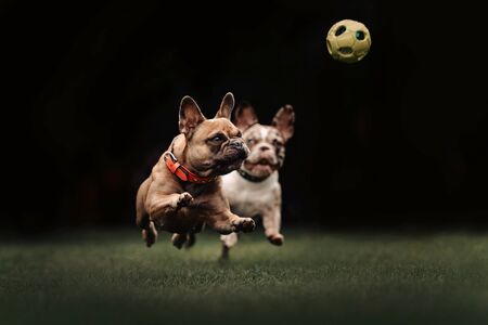 french bulldog dogs playing with a toy outdoors in summerの写真素材