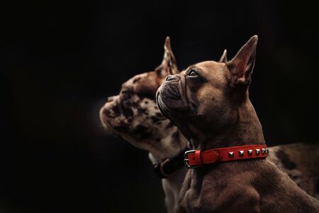 beautiful french bulldog dog portrait in a collar outdoors