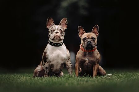 two french bulldog dogs sitting on grass together
