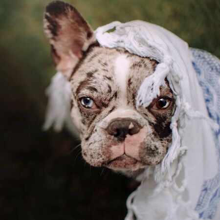 merle french bulldog dog portrait outdoors, top viewの写真素材