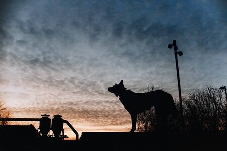 mixed breed dog silhouette outdoors at sunsetの写真素材