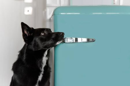 black mixed breed dog waiting for food by the fridgeの写真素材