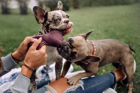 two french bulldog dogs playing with a plush toy and owner outdoorsの写真素材