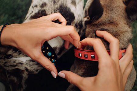 owner hands in a heart shape above dogs in collars, top view close upの写真素材