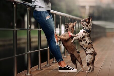 two french bulldog dogs begging owner outdoorsの写真素材