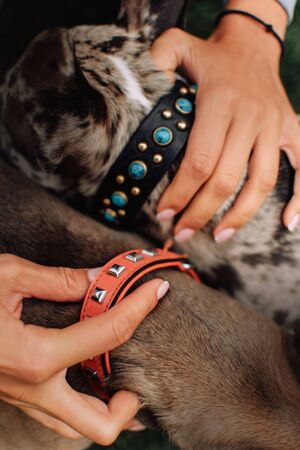 close up of two dog collars on french bulldogs