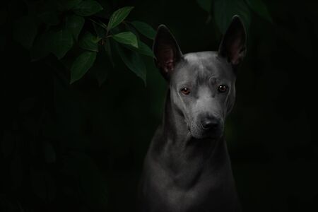 grey thai ridgeback dog portrait outdoors in summerの写真素材