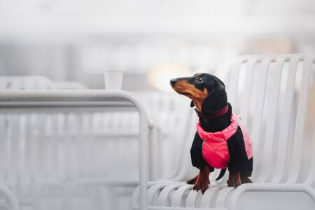 dachshund dog posing in a cafe by the table outdoorsの写真素材