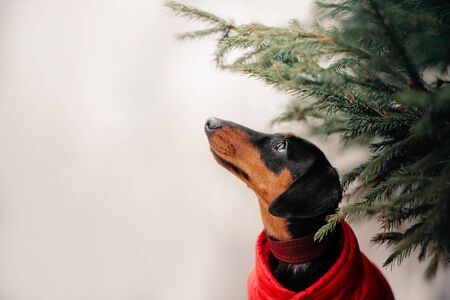 dachshund dog portrait under a pine tree outdoorsの写真素材
