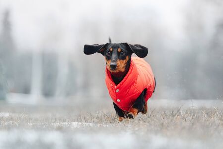 funny dachshund dog running outdoors in a red jacketの写真素材