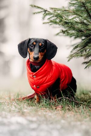 dachshund dog posing outdoors in a red jacketの写真素材