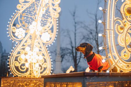 dachshund dog in clothes standing on the street with beautiful city lights