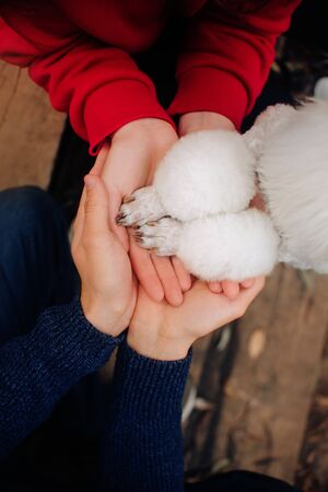 family holding hands with dog paws, top viewの写真素材