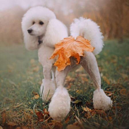 funny white poodle dog with fallen leaf on butt, rear viewの写真素材