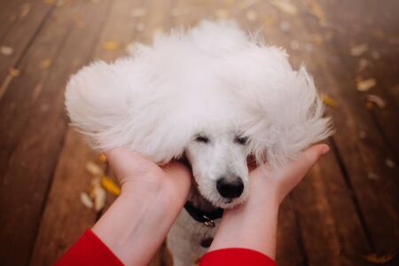 funny white poodle dog portrait outdoors in autumnの写真素材
