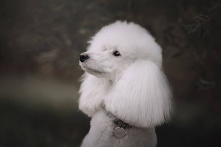 white poodle dog posing in a collar and id tag outdoorsの写真素材