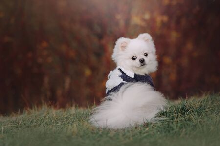 white pomeranian spitz dog sitting outdoors in a sweaterの写真素材