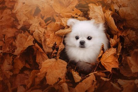 white pomeranian spitz dog hiding in fallen leavesの写真素材