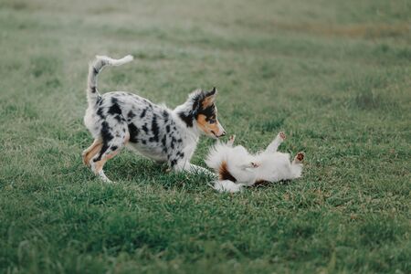 border collie puppy playing with a chihuahua dog on grassの写真素材