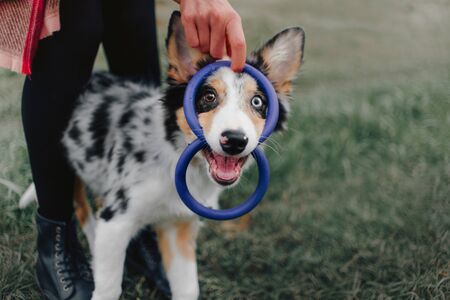 happy playful border collie puppy outdoorsの写真素材