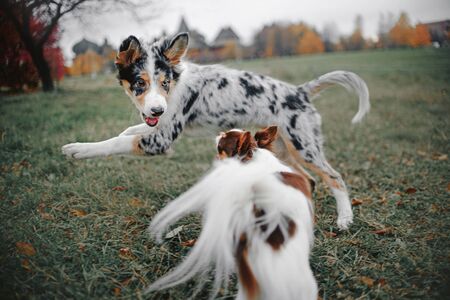 two dogs playing together outdoors in autumnの写真素材