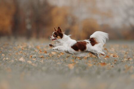 happy chihuahua dog running outdoors in autumnの写真素材