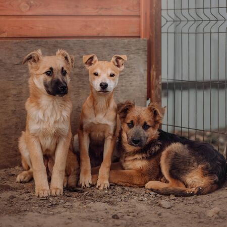three mixed breed puppies in the shelterの写真素材