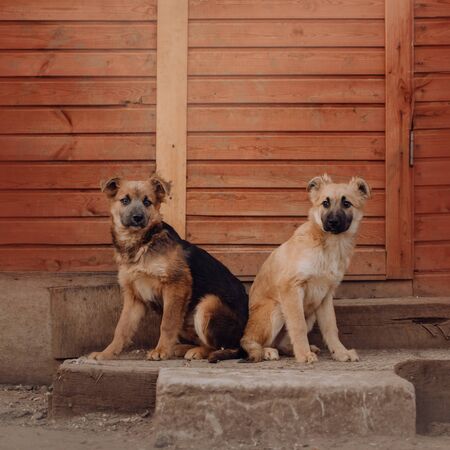 two mixed breed puppies sitting together outdoors