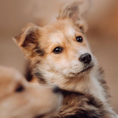 mixed breed puppy portrait close up outdoors