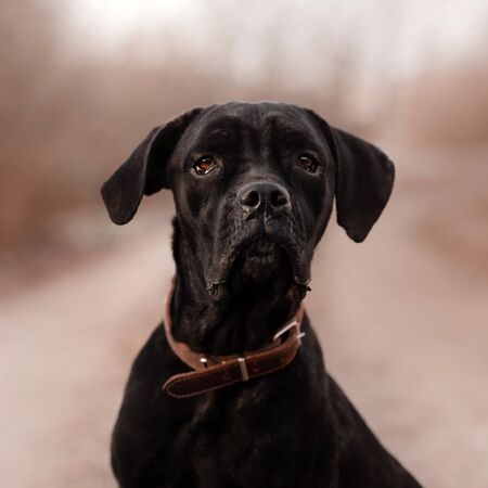 black cane corso dog portrait outdoors in a collarの写真素材