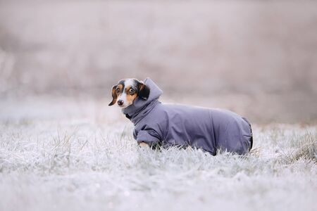 dachshund dog posing outdoors in a winter jacketの写真素材