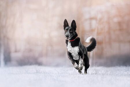 happy mixed breed dog running outdoorsの写真素材