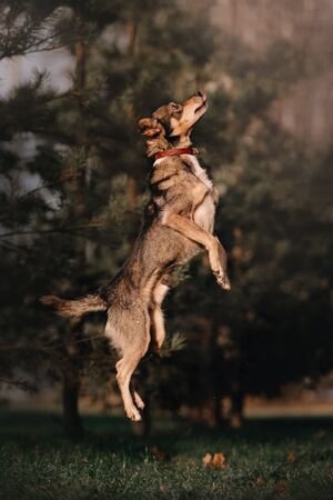 grey mixed breed dog jumping up outdoorsの写真素材
