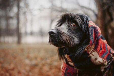 mixed breed dog wrapped in a scarf portrait outdoors in autumnの写真素材