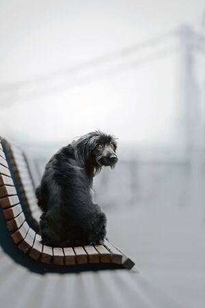 grey mixed breed dog sitting on a bench outdoorsの写真素材