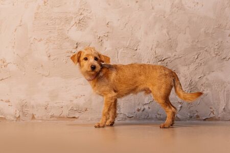 sad red mixed breed dog posing by a wall indoorsの写真素材