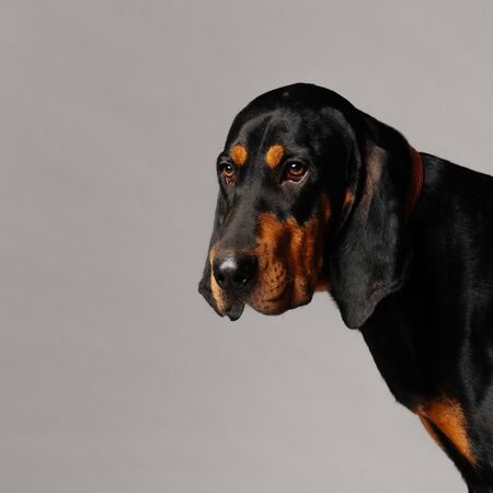 coonhound dog portrait on grey backgroundの写真素材