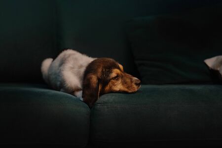 small mixed breed puppy lying down on the sofa indoorsの写真素材