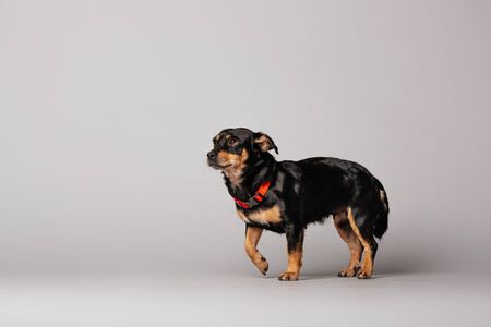 mixed breed dog standing on grey backgroundの写真素材