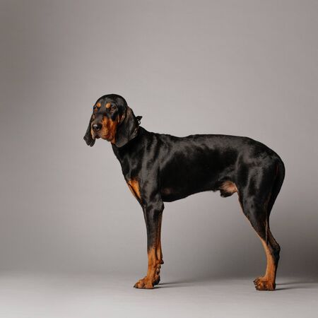 connhound dog standing on grey background