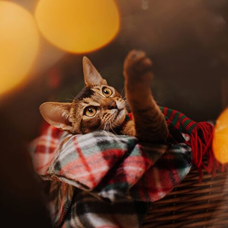 abyssinian cat lying down in a basketの写真素材