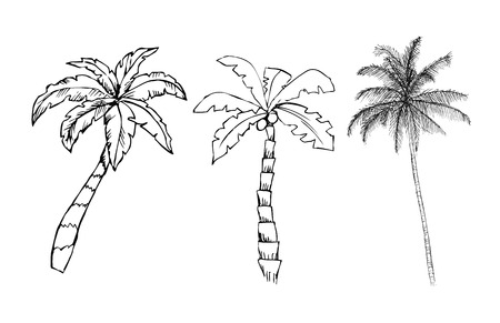 3 hand-drawn palm trees on white backgroundのイラスト素材