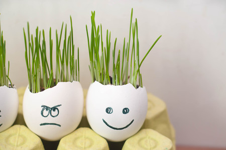 Fresh green wheat sprouts growing in eggs with funny faces.の写真素材