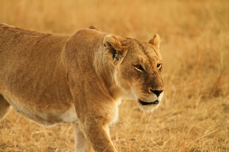 Female Lion of Kenyaの写真素材